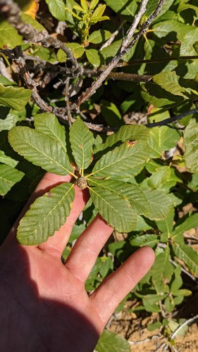 Deer oak (Quercus sadleriana)