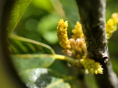 Deer oak (Quercus sadleriana)