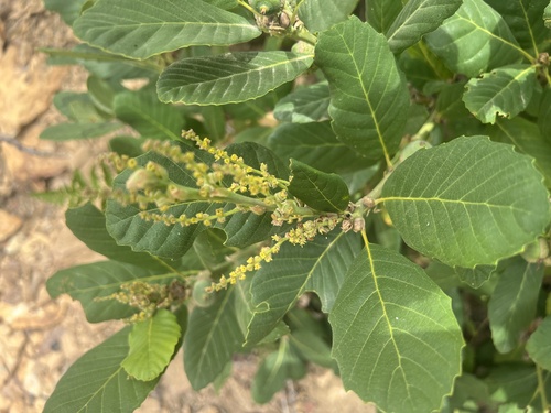 Deer oak (Quercus sadleriana)