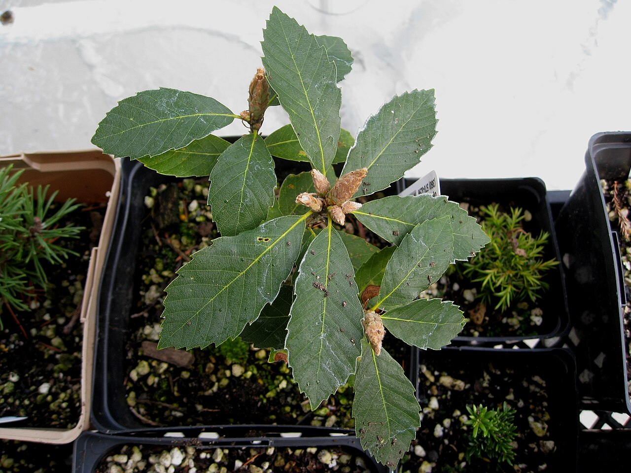 Deer oak: We went on garden tours and guess what - we bough some new plants for our garden. sea 041