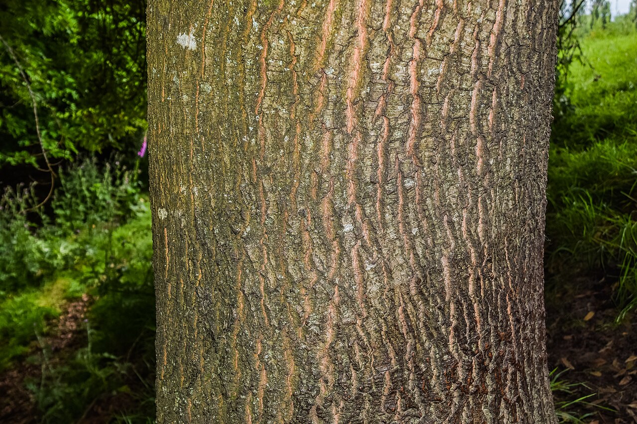 Quercus salicifolia: Quercus salicifolia in Hackfalls Arboretum, Gisborne Region, New Zealand