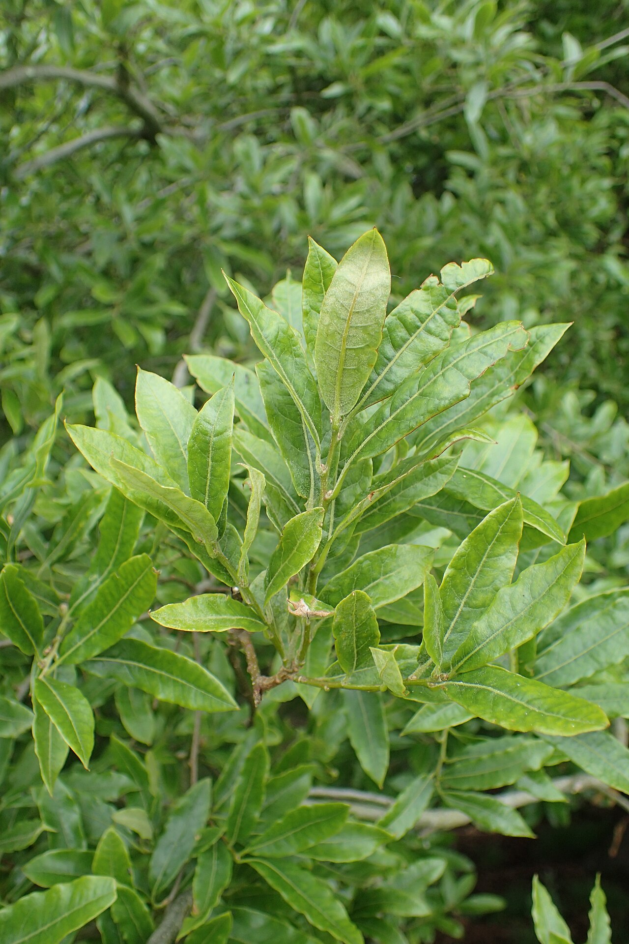 Quercus salicifolia: Quercus salicifolia in Hackfalls Arboretum, Hawkes's Bay
