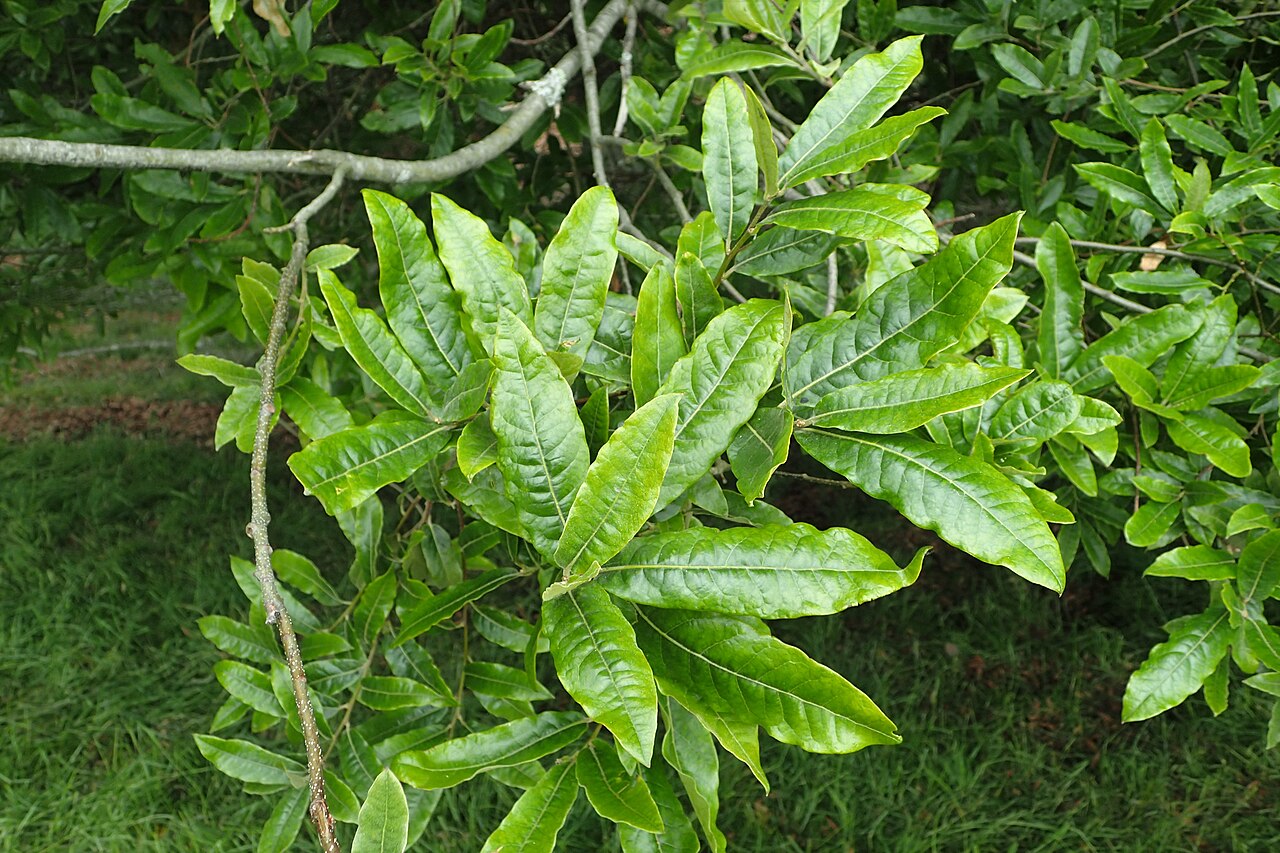 Quercus salicifolia: Quercus salicifolia in Hackfalls Arboretum, Hawkes's Bay