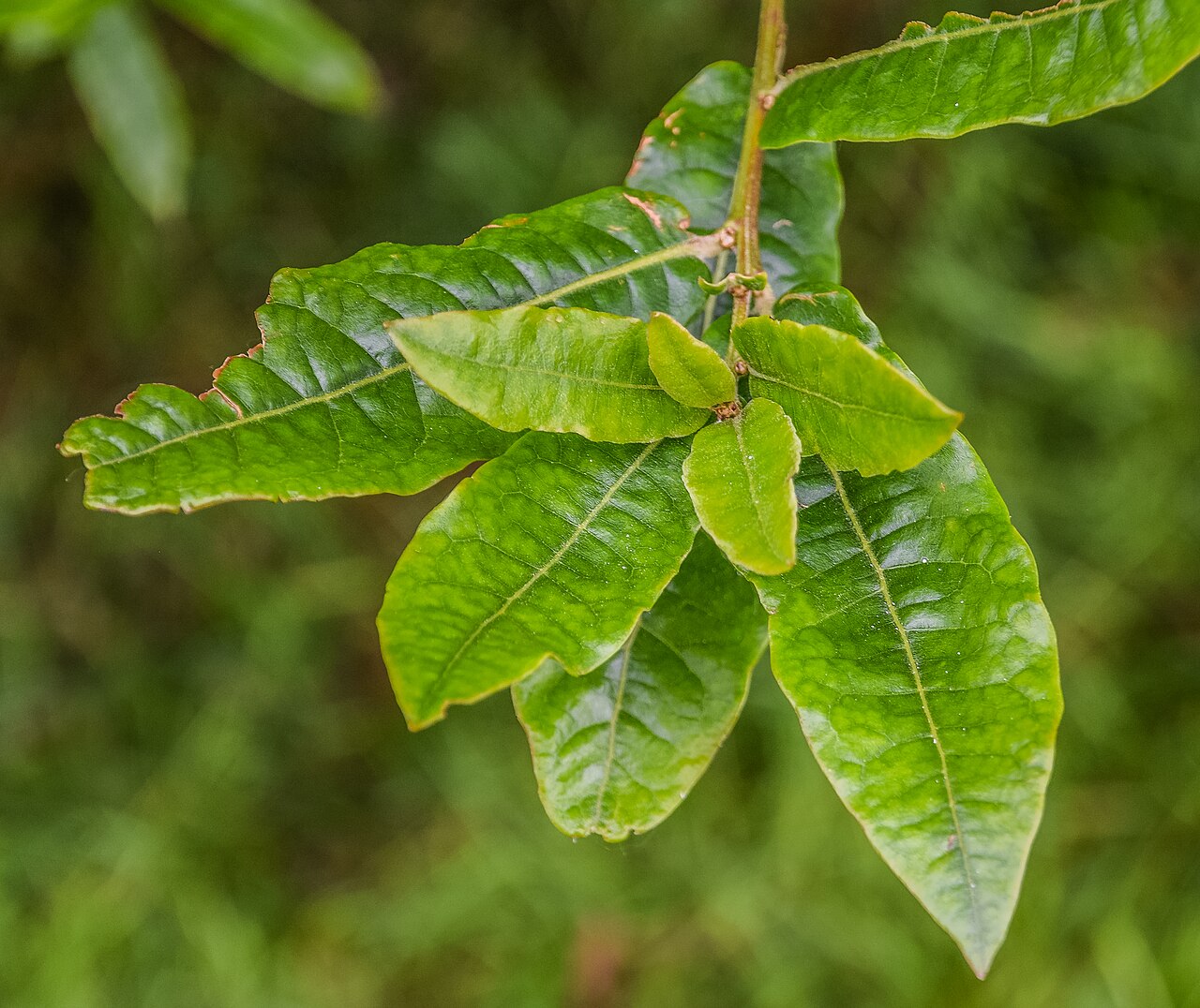 Quercus salicifolia: Quercus salicifolia in Hackfalls Arboretum, Gisborne Region, New Zealand