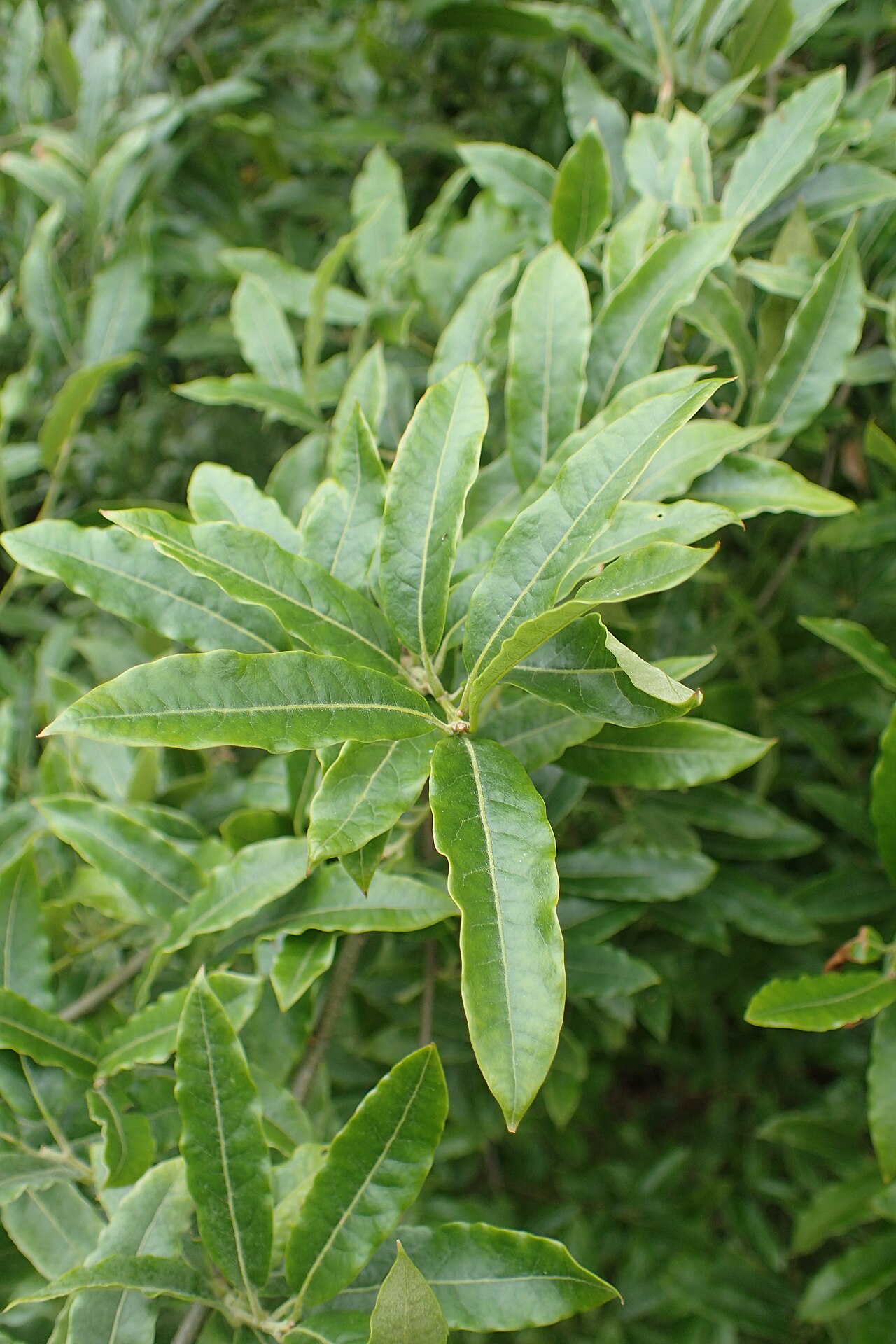 Quercus salicifolia: Quercus salicifolia in Hackfalls Arboretum, Hawkes's Bay
