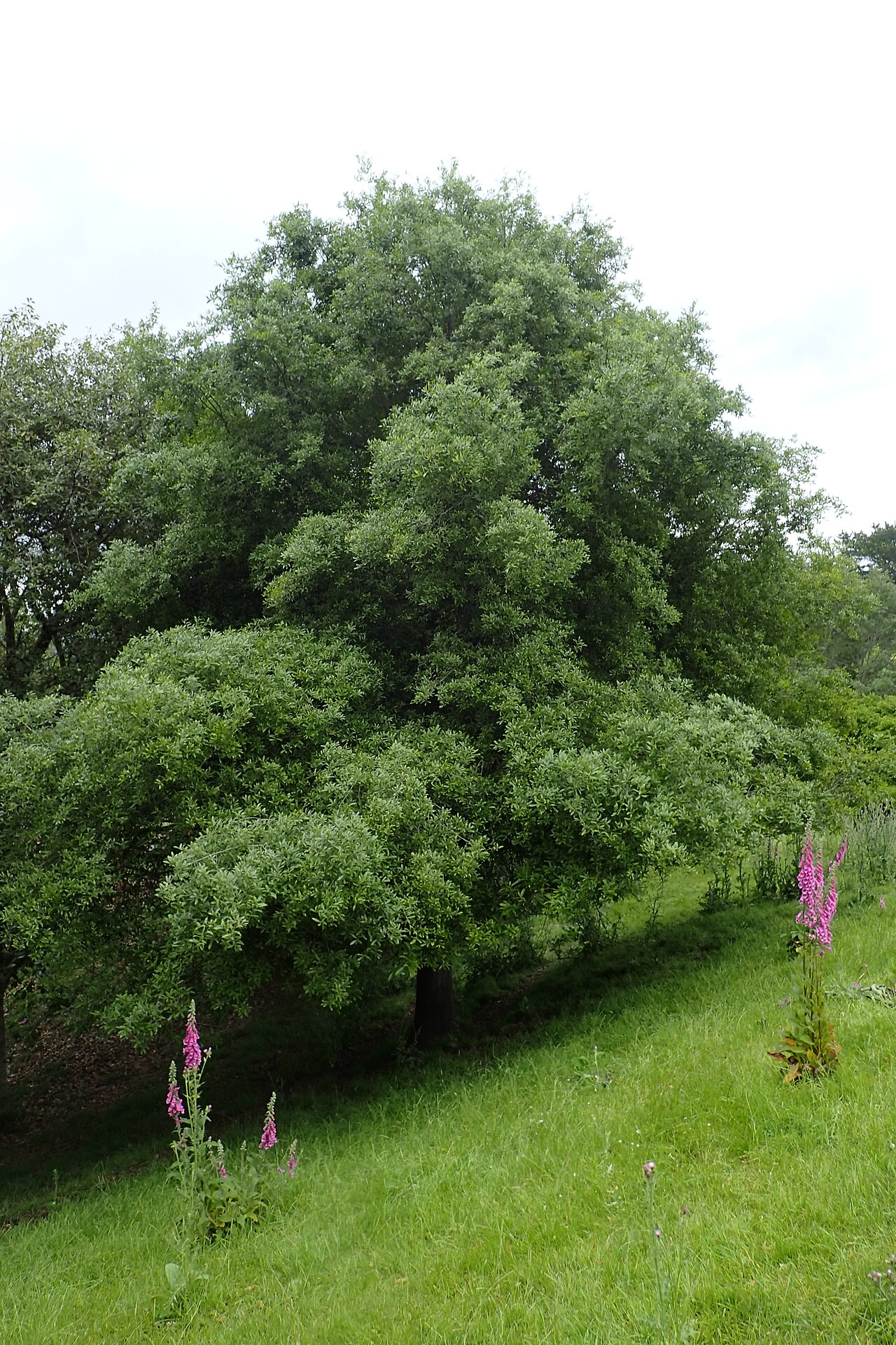 Quercus salicifolia: Quercus salicifolia in Hackfalls Arboretum, Hawkes's Bay