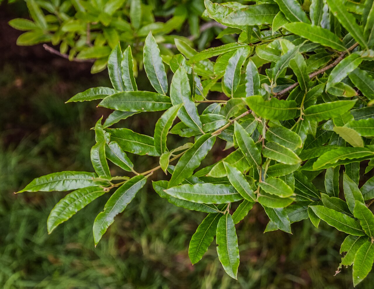 Quercus salicifolia: Quercus salicifolia in Hackfalls Arboretum, Gisborne Region, New Zealand