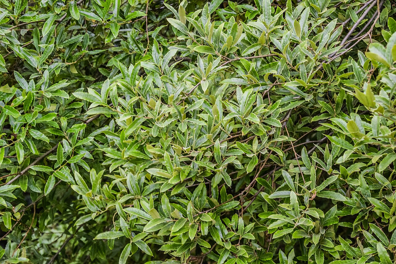 Quercus salicifolia: Quercus salicifolia in Hackfalls Arboretum, Gisborne Region, New Zealand
