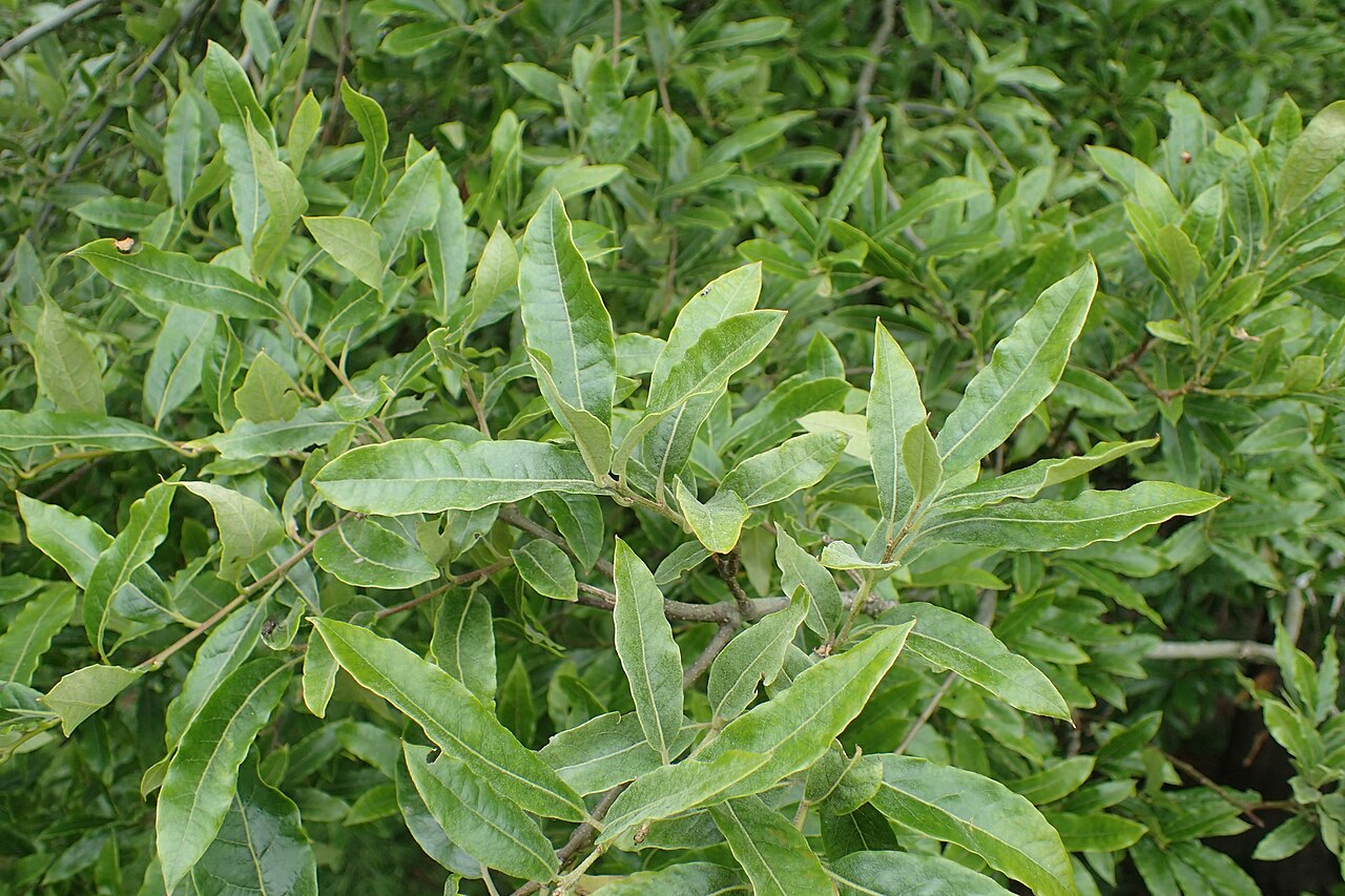 Quercus salicifolia: Quercus salicifolia in Hackfalls Arboretum, Hawkes's Bay