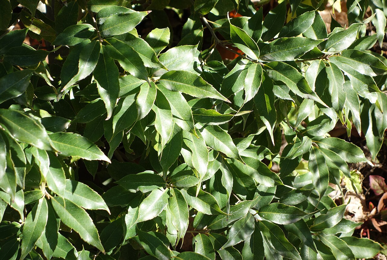 Quercus salicina: Botanical specimen in Quarryhill Botanical Garden, Glen Ellen, California, USA.