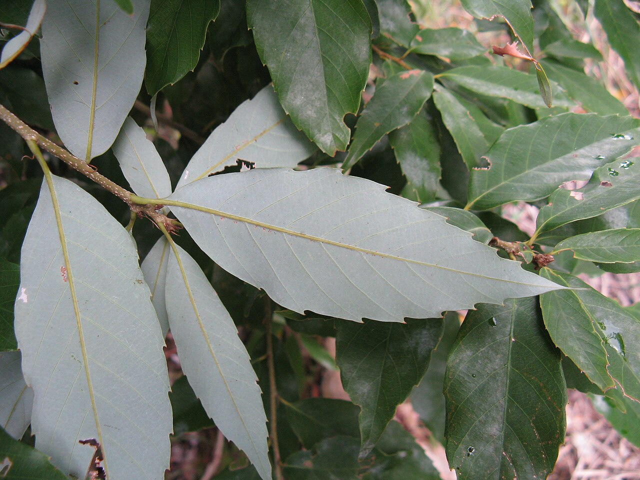 Quercus salicina: Quercus salicina