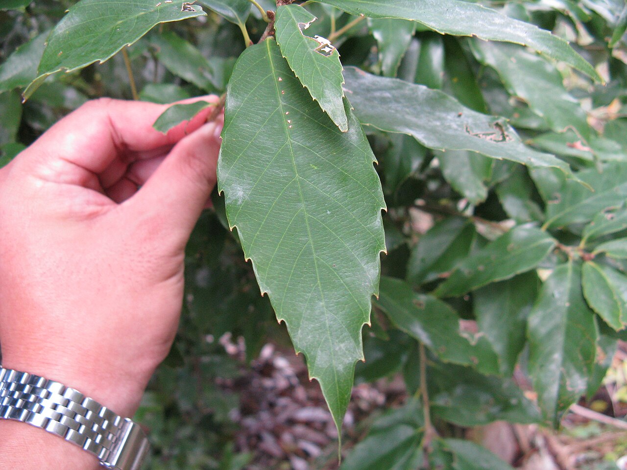 Quercus salicina: Quercus salicina