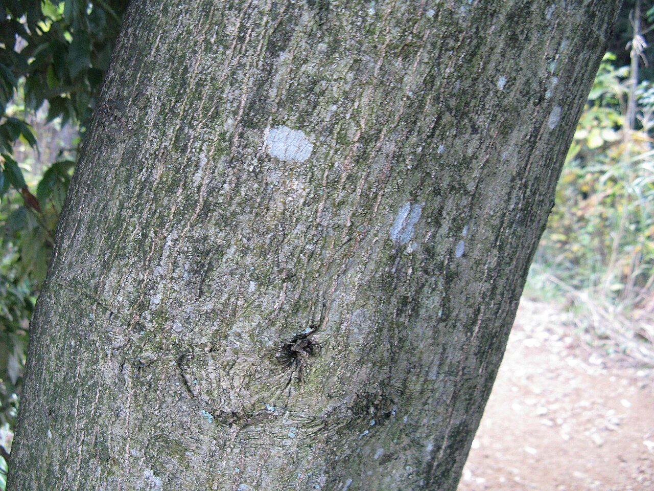 Quercus salicina: ウラジロガシ
