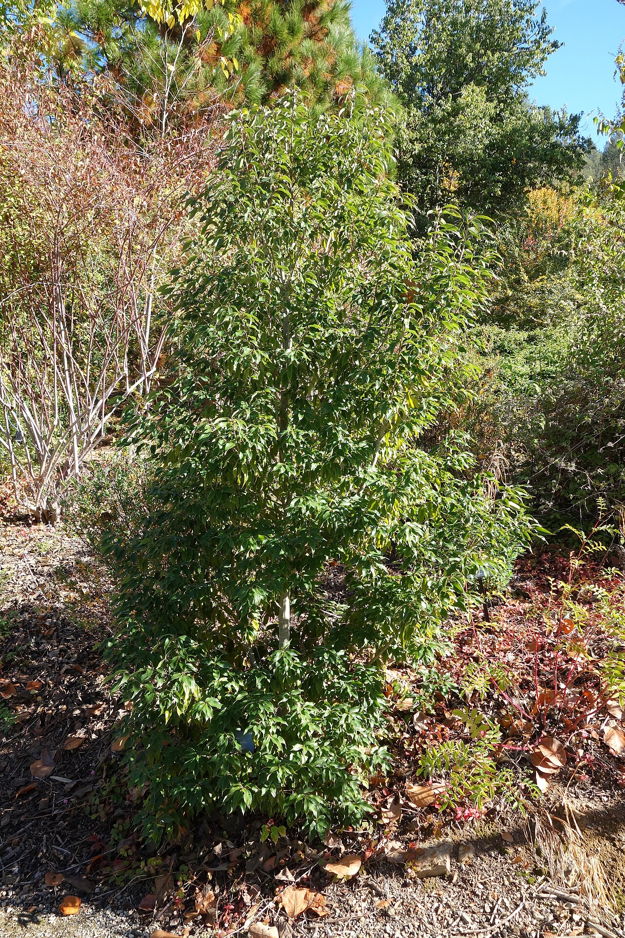Quercus salicina: Botanical specimen in Quarryhill Botanical Garden, Glen Ellen, California, USA.