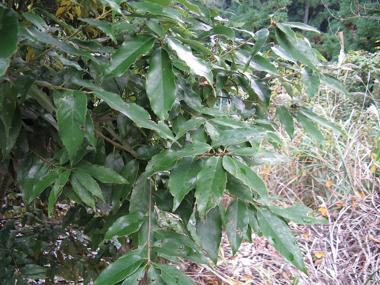Quercus salicina: Quercus salicina