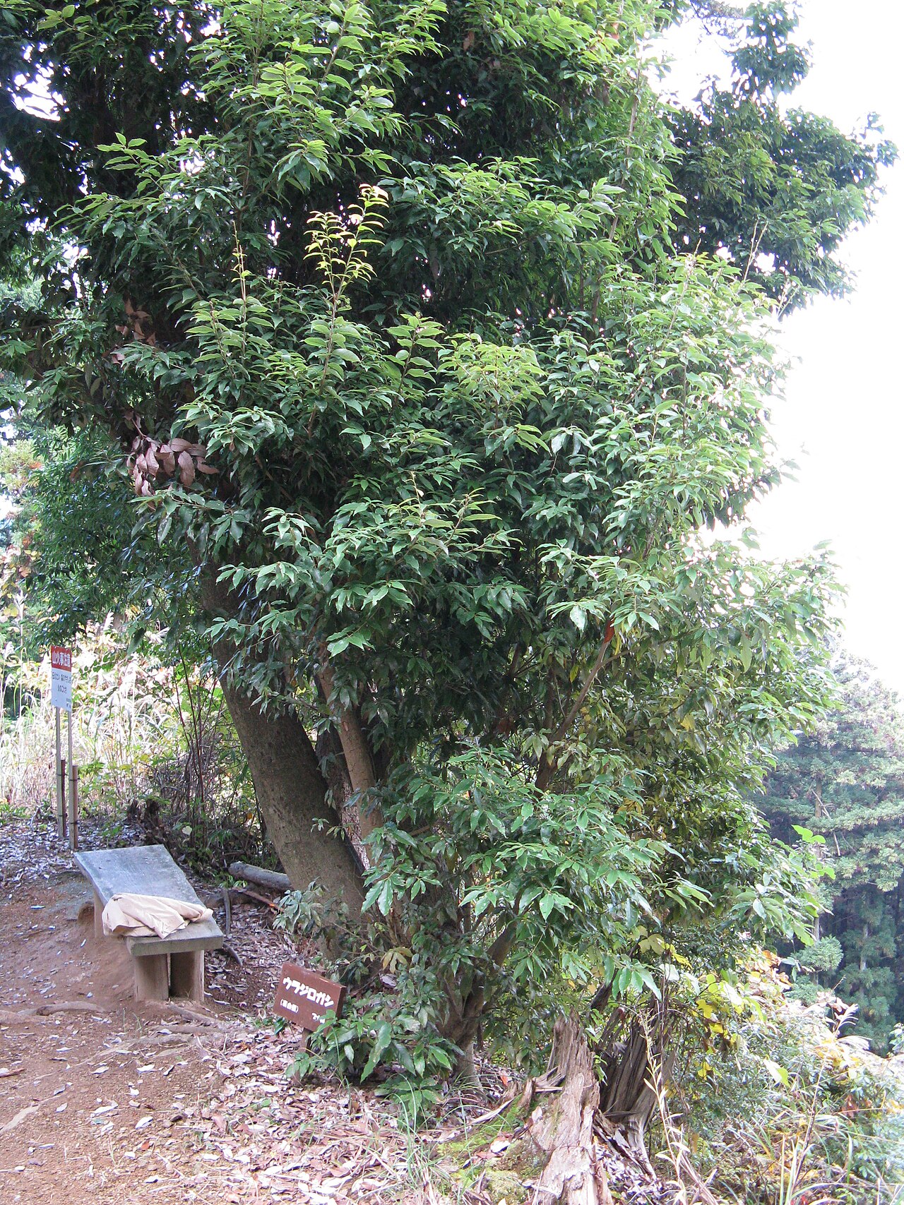 Quercus salicina: Quercus salicina
