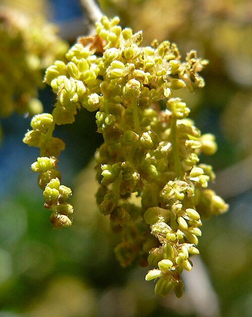 Quercus saltillensis: Quercus saltillensis at the University of California Botanical Garden , Berkeley, California