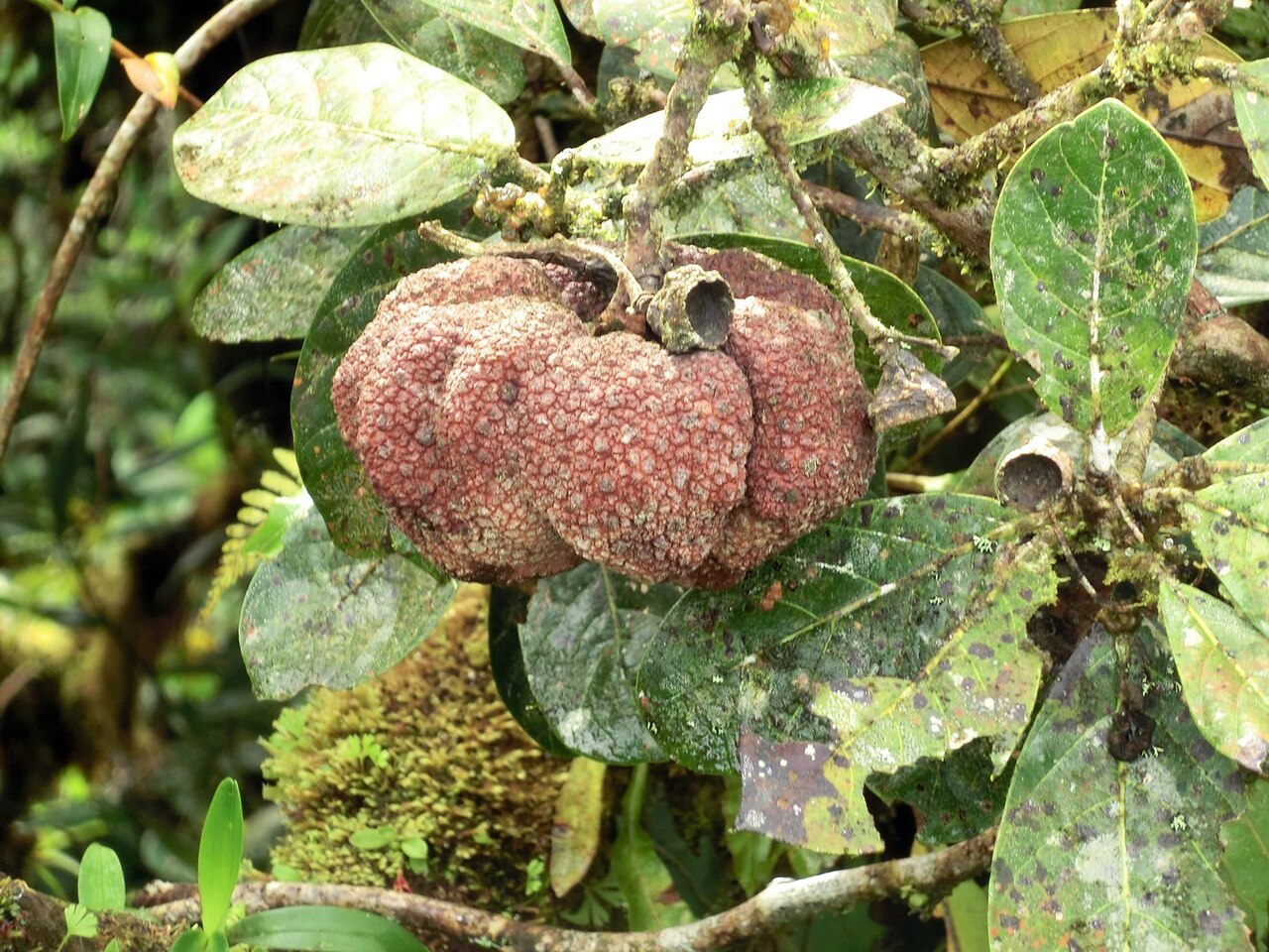 Quercus sapotifolia: Gall on Quercus bumelioides . Costa Rica, Monteverde Cloud Forest Reserve, Selvatura hanging bridges walkway, ca. 1500 m.