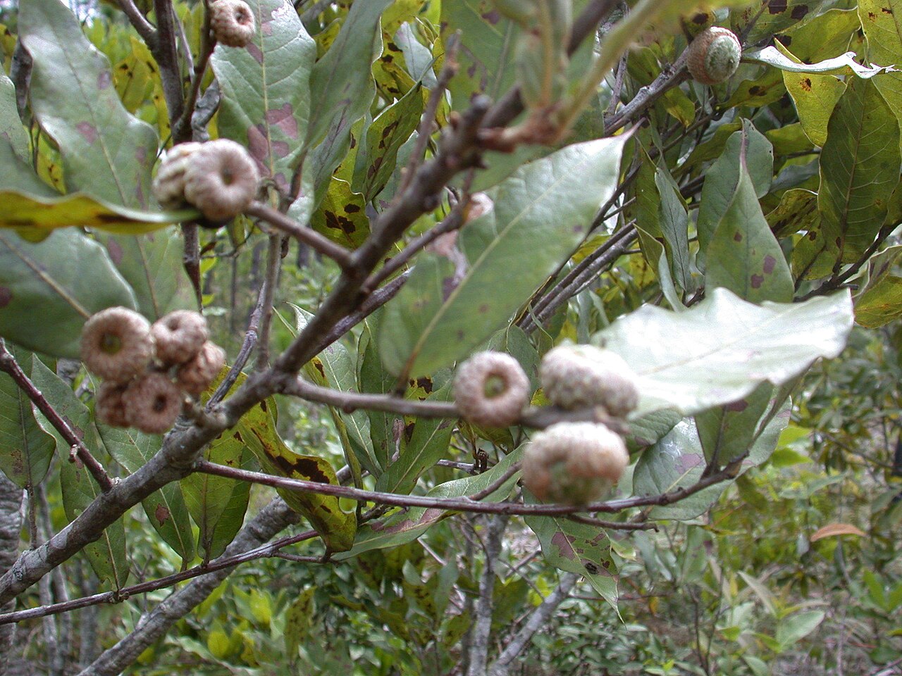 Quercus sapotifolia: Quercus sapotifolia in Mexico