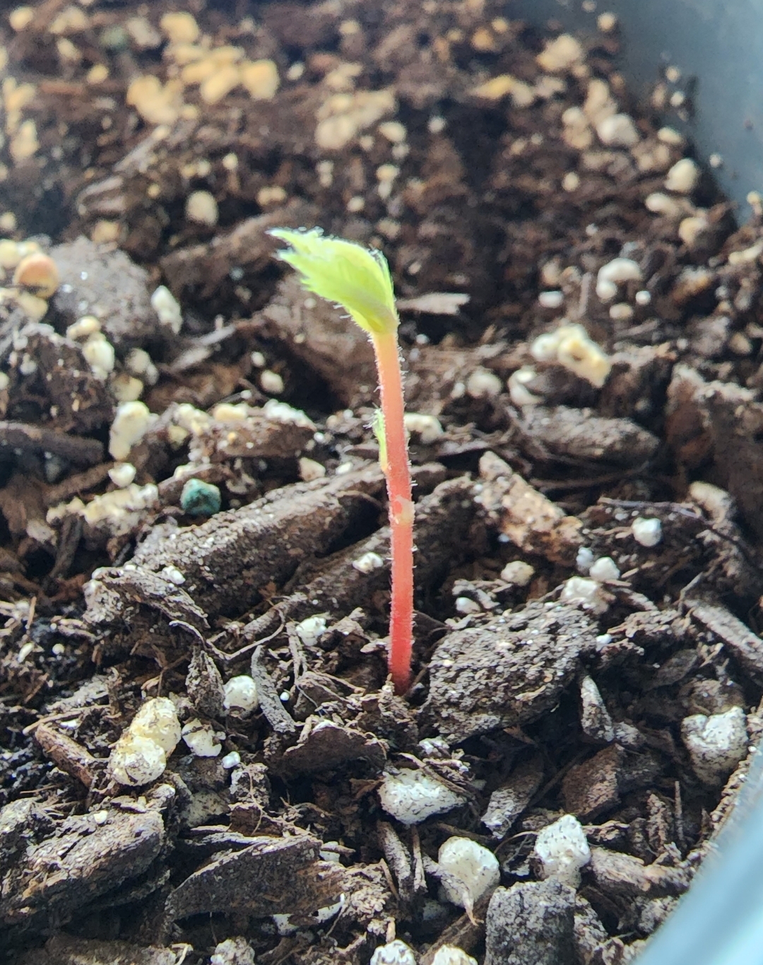 Quercus sartorii: Quercus sartorii sprout