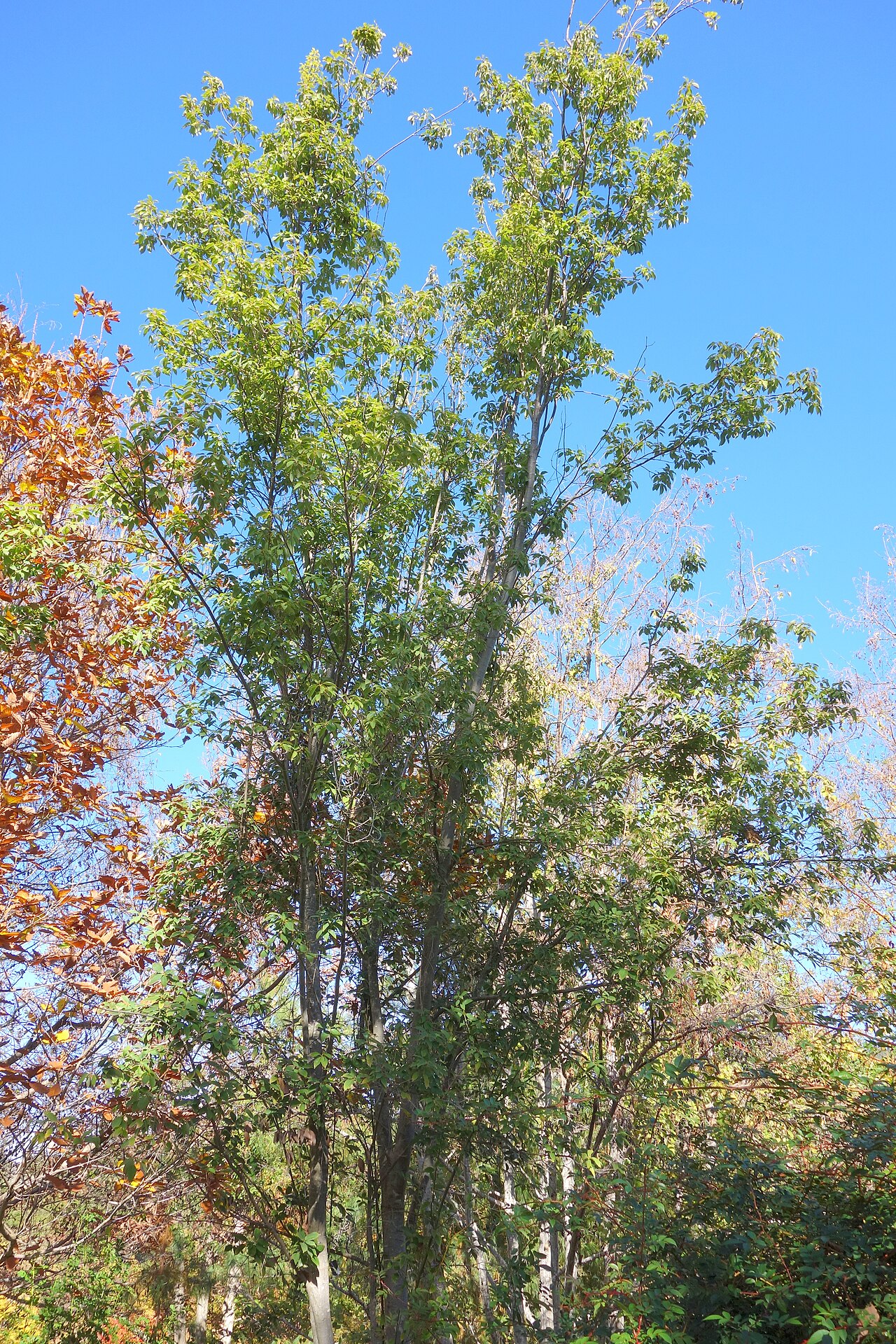 Quercus schottkyana: Botanical specimen in Quarryhill Botanical Garden, Glen Ellen, California, USA.
