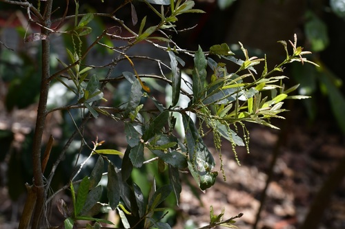 Quercus sebifera (Quercus sebifera)