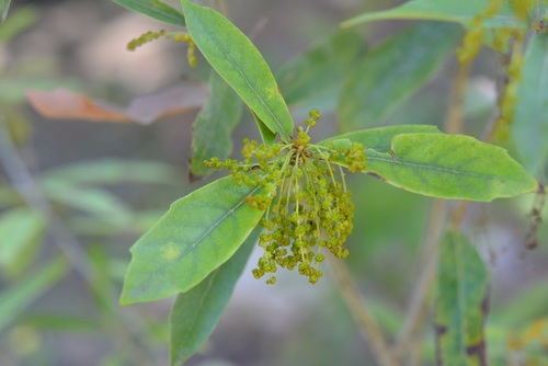 Quercus sebifera (Quercus sebifera)