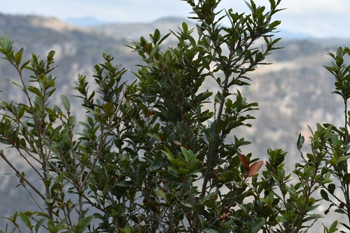 Quercus sebifera (Quercus sebifera)