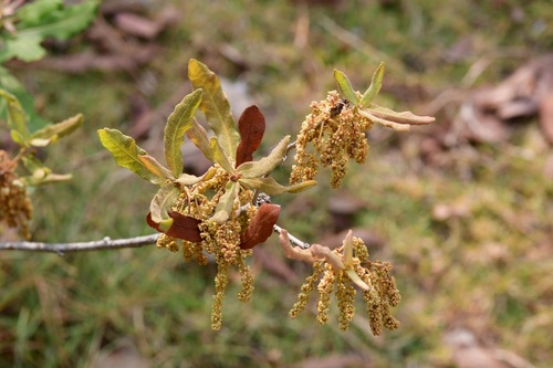 Quercus sebifera (Quercus sebifera)