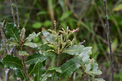 Quercus sebifera (Quercus sebifera)