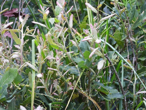 Quercus sebifera (Quercus sebifera)