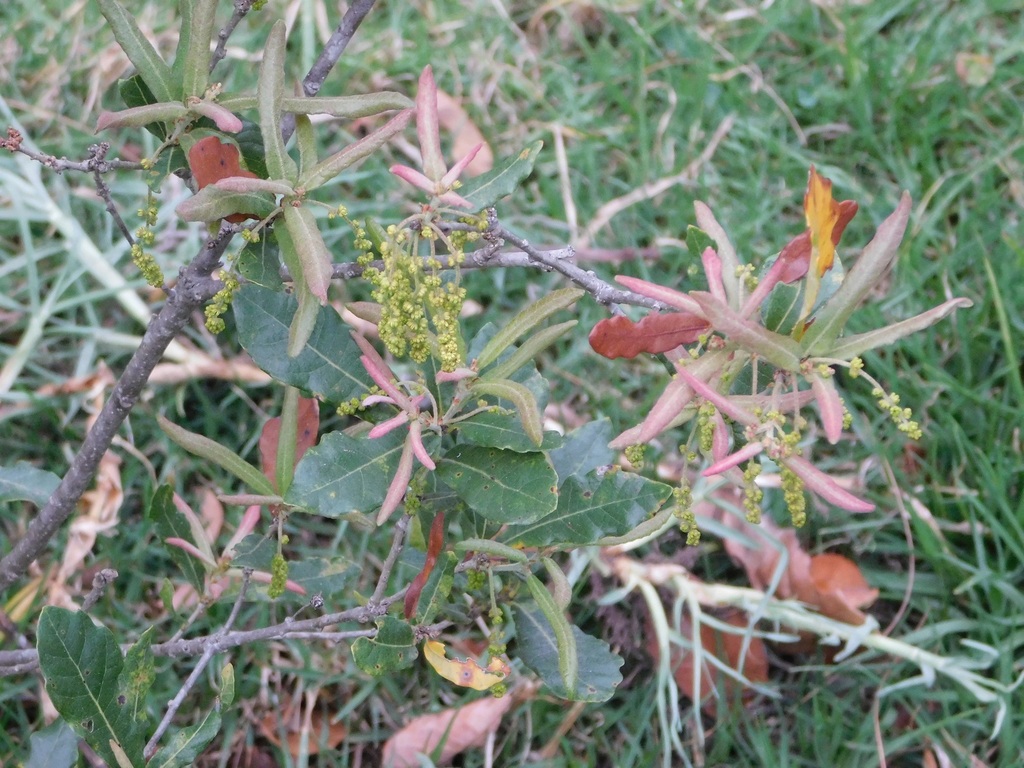 Quercus sebifera (Quercus sebifera)