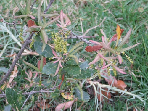 Quercus sebifera (Quercus sebifera)