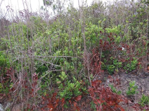 Quercus sebifera (Quercus sebifera)
