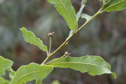 Quercus sebifera (Quercus sebifera)