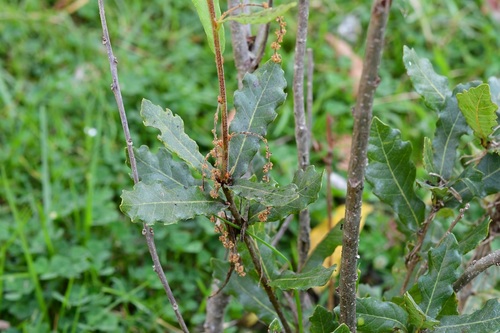Quercus sebifera (Quercus sebifera)