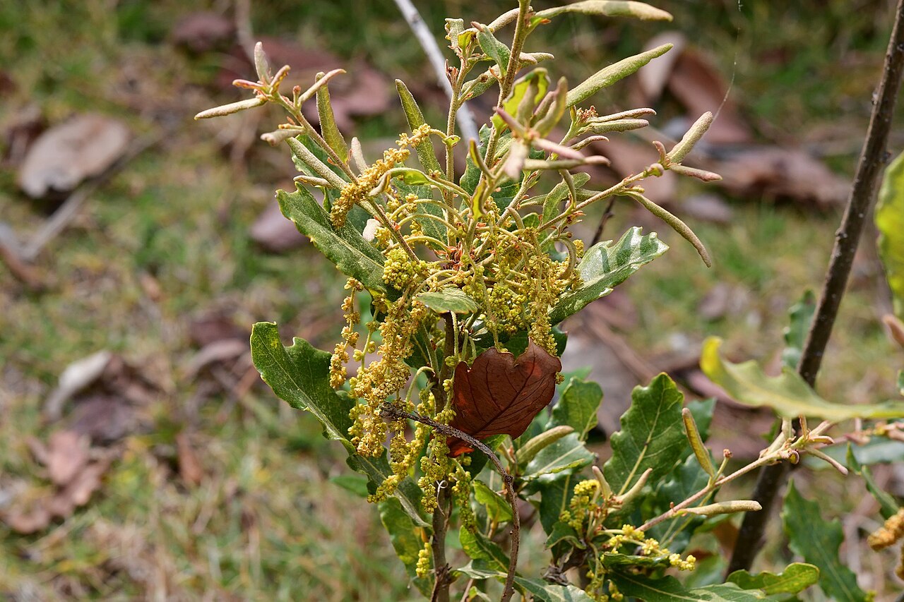 Quercus sebifera: Flowering Quercus sebifera from San Cristobal de las Casas, Chiapas, Mexico.