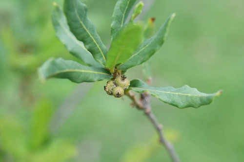 Quercus sebifera (Quercus sebifera)