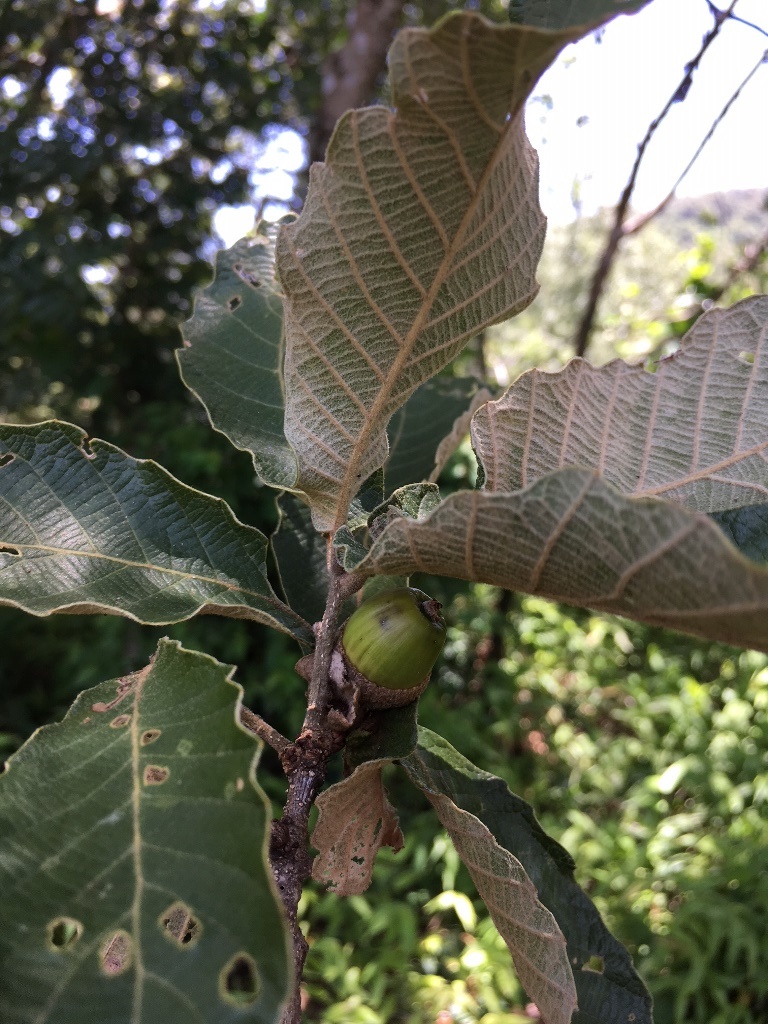 Quercus segoviensis: Fruiting Quercus segoviensis from Villaflores, Chiapas, Mexico.