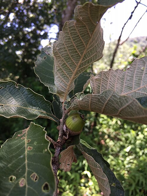 Quercus segoviensis: Fruiting Quercus segoviensis from Villaflores, Chiapas, Mexico.