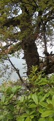 Quercus semecarpifolia (Quercus semecarpifolia)