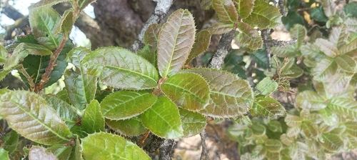 Quercus semecarpifolia (Quercus semecarpifolia)