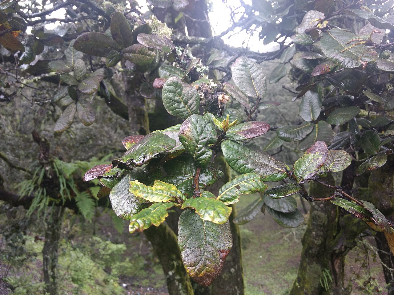 Quercus semecarpifolia: Quercus semecarpifolia better known as Kharsu or Brown oak (the guide was calling it Goilden Oak as well) seen in Auli Uttarakhand. There was a full forest of t