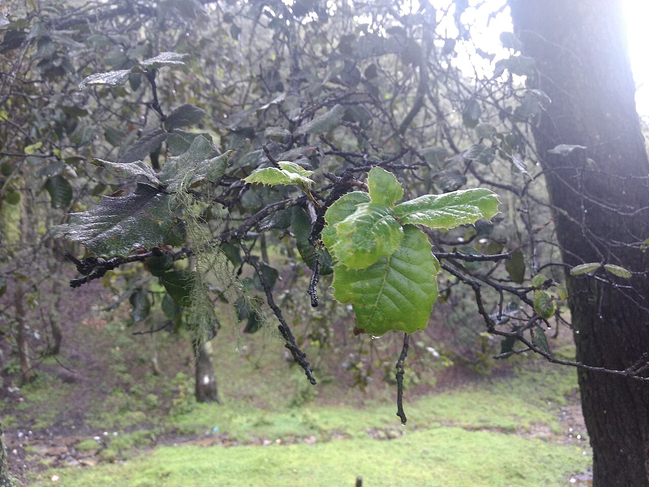 Quercus semecarpifolia: Quercus semecarpifolia better known as Kharsu or Brown oak (the guide was calling it Goilden Oak as well) seen in Auli Uttarakhand. There was a full forest of t