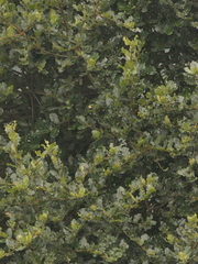 Quercus semecarpifolia (Quercus semecarpifolia)