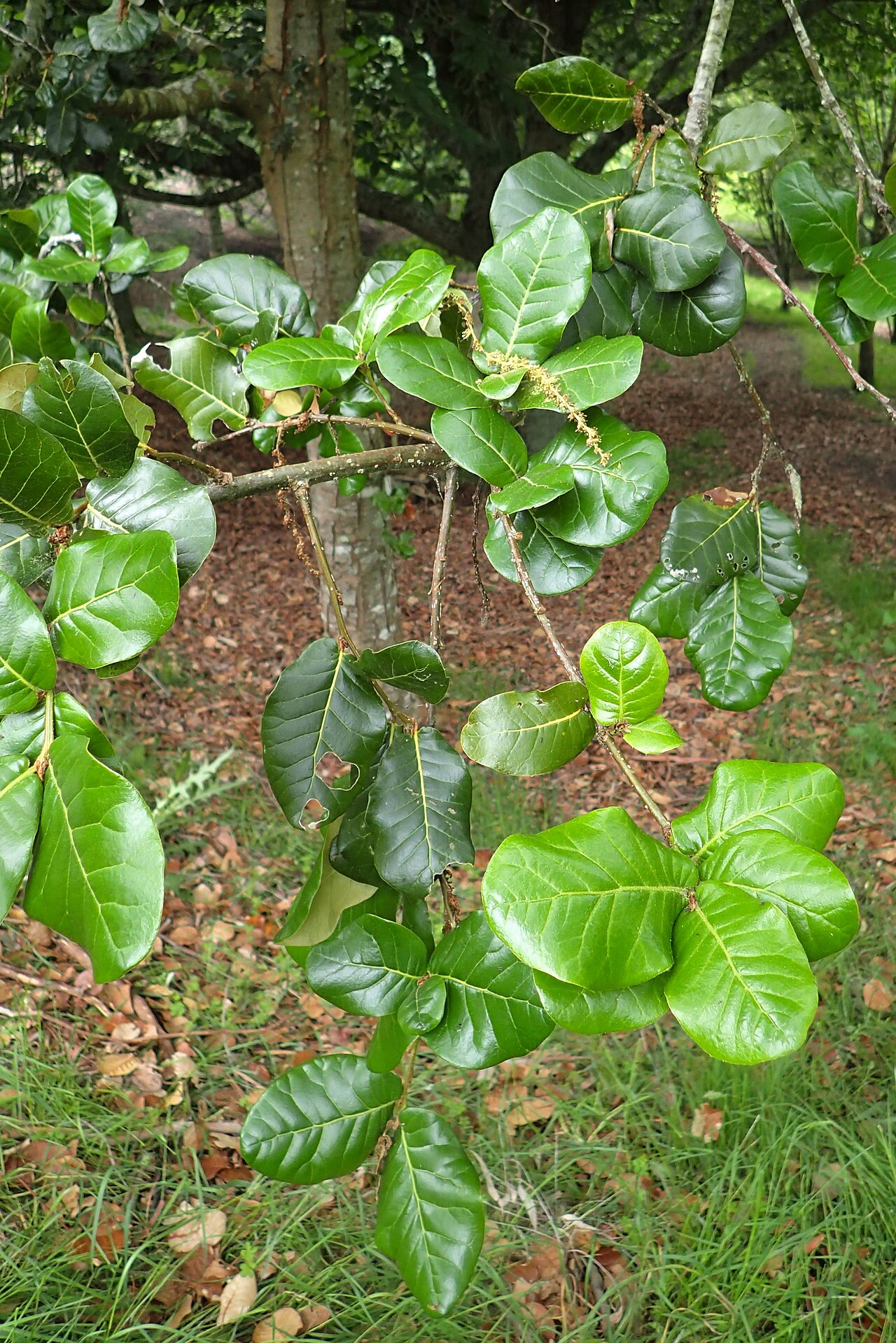Quercus semecarpifolia: Quercus semecarpifolia in Hackfalls Arboretum, Hawkes's Bay