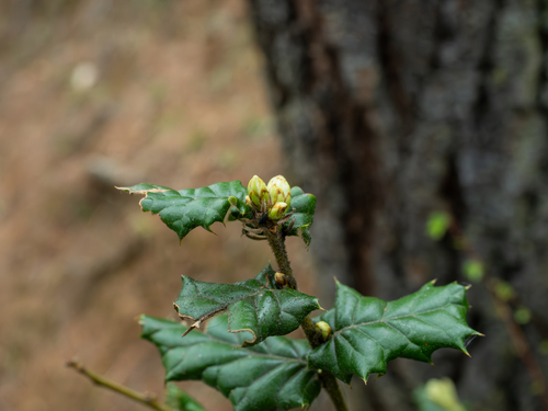 Quercus semecarpifolia (Quercus semecarpifolia)