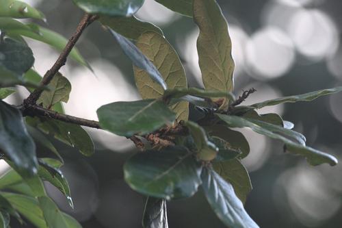 Quercus semecarpifolia (Quercus semecarpifolia)