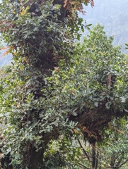 Quercus semecarpifolia (Quercus semecarpifolia)