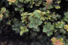 Quercus semecarpifolia (Quercus semecarpifolia)